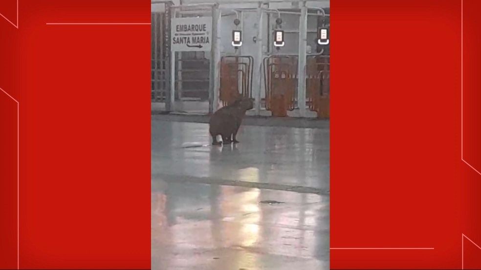 VÍDEO: capivara é flagrada 'esperando ônibus' na Rodoviária do Plano Piloto, em Brasília