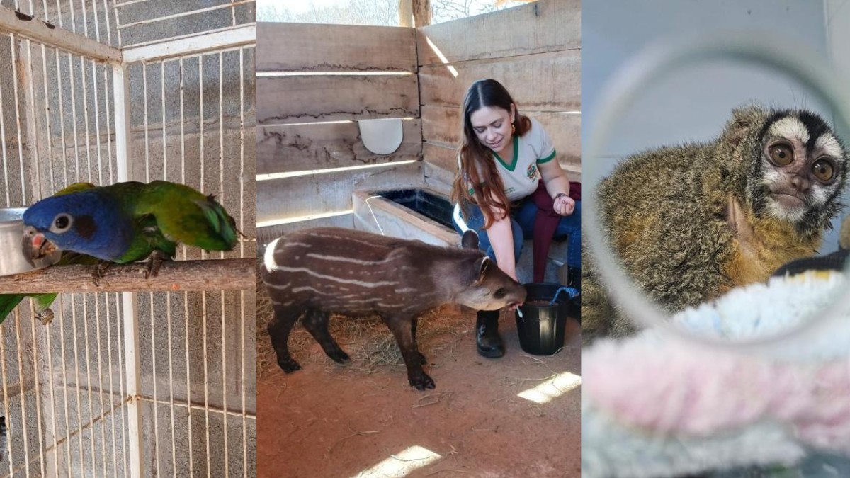 Cinco animais silvestres resgatados em MT são transferidos para santuário em MG 