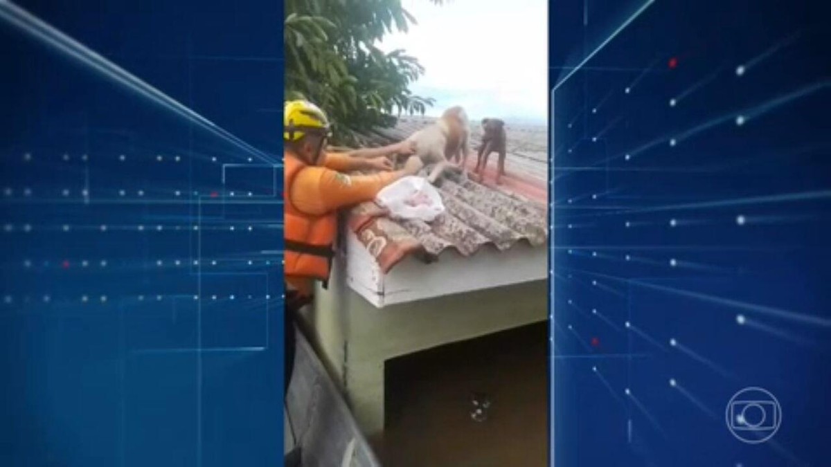 Mais de 10 mil animais já foram resgatados no Rio Grande do Sul desde o início da tragédia