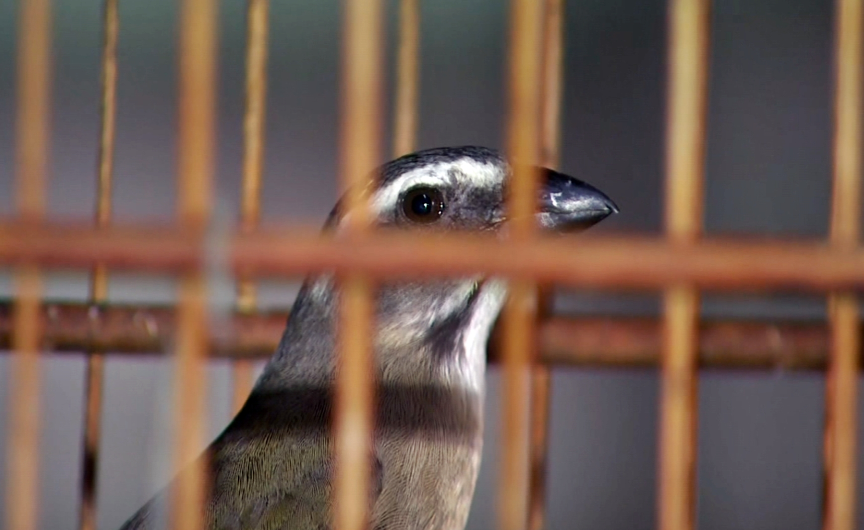 Número de pássaros apreendidos em situação irregular pela PM Ambiental chega a 300 em 2024 no Sul de Minas