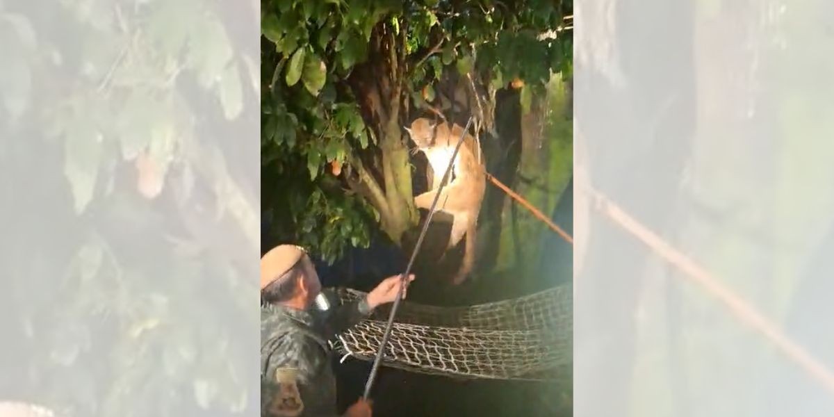 Onça-parda é resgatada de árvore a 6 metros de altura em empresa de transportes em Marília