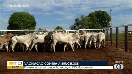 Primeira etapa da campanha para vacinação do gado contra a brucelose alcança 94%