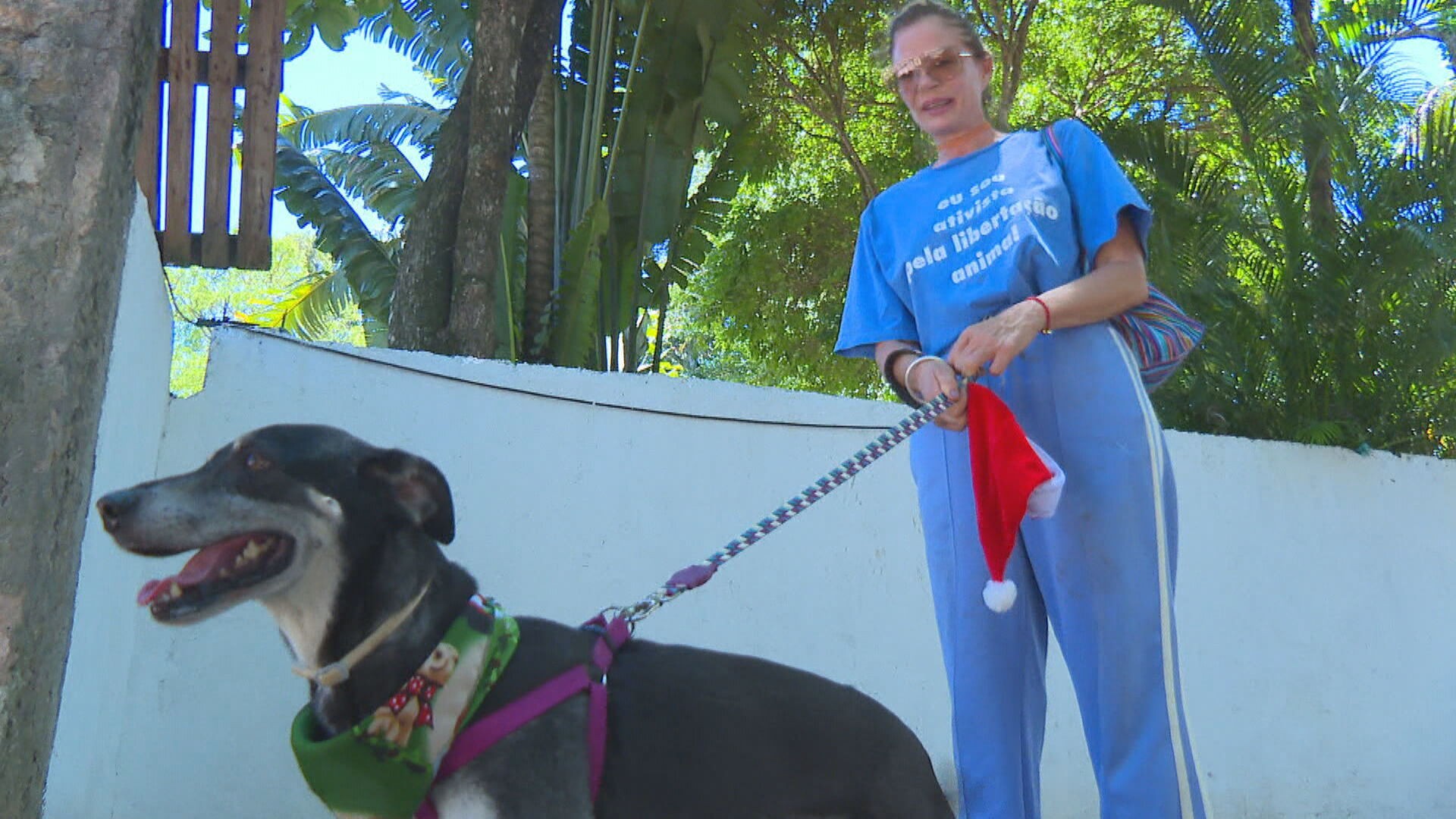 ONG cria campanha de adoção temporária de cães e gatos no Natal e Ano Novo
