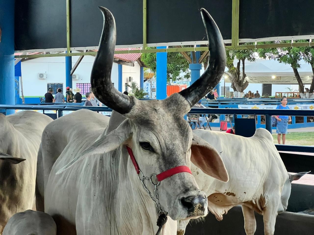 Vacas Gigantes e Embriões Milionários: A Expoferr de Roraima Choca o Brasil!