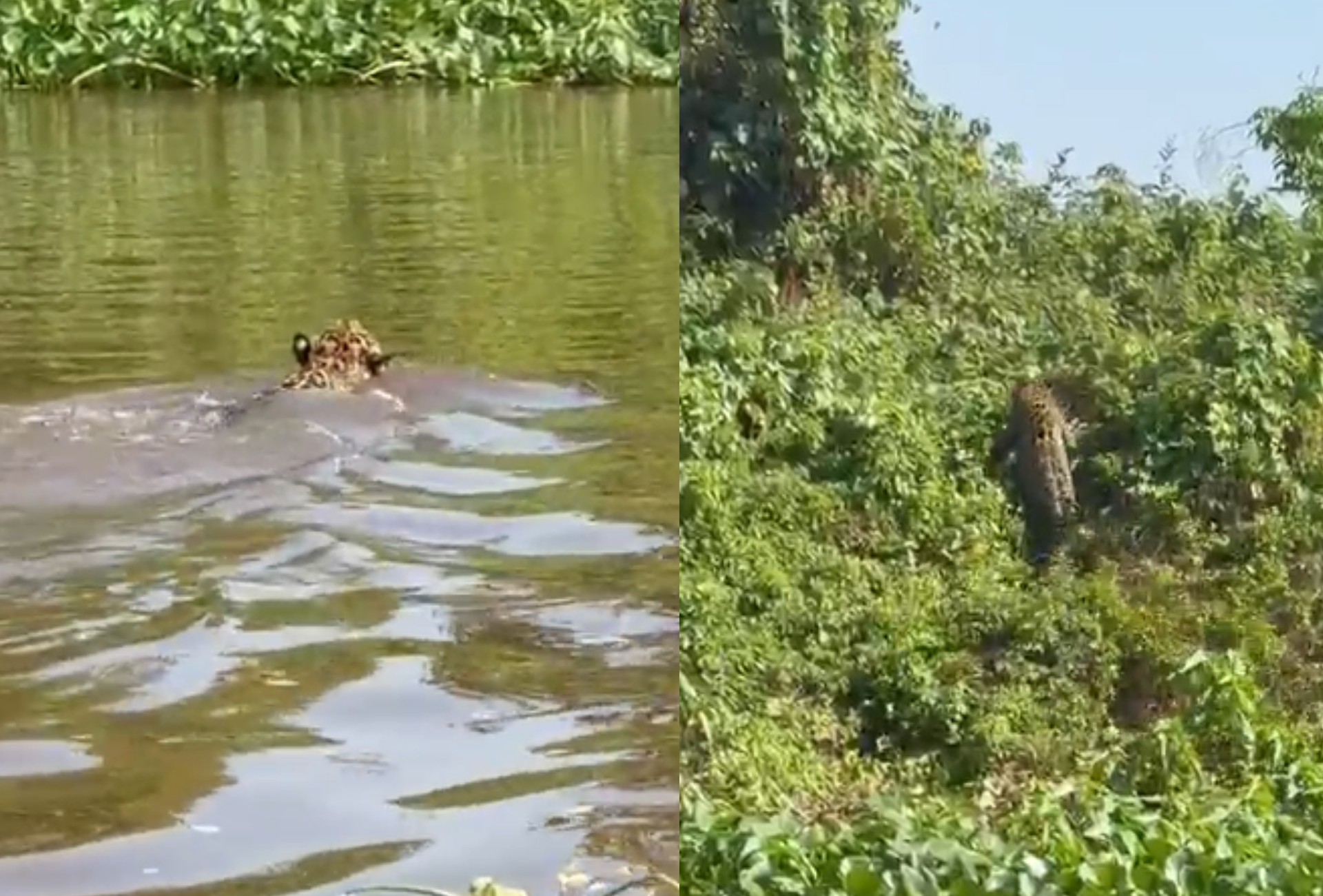 Empresário flagra onça atravessando o rio Paraguai durante pescaria em Corumbá