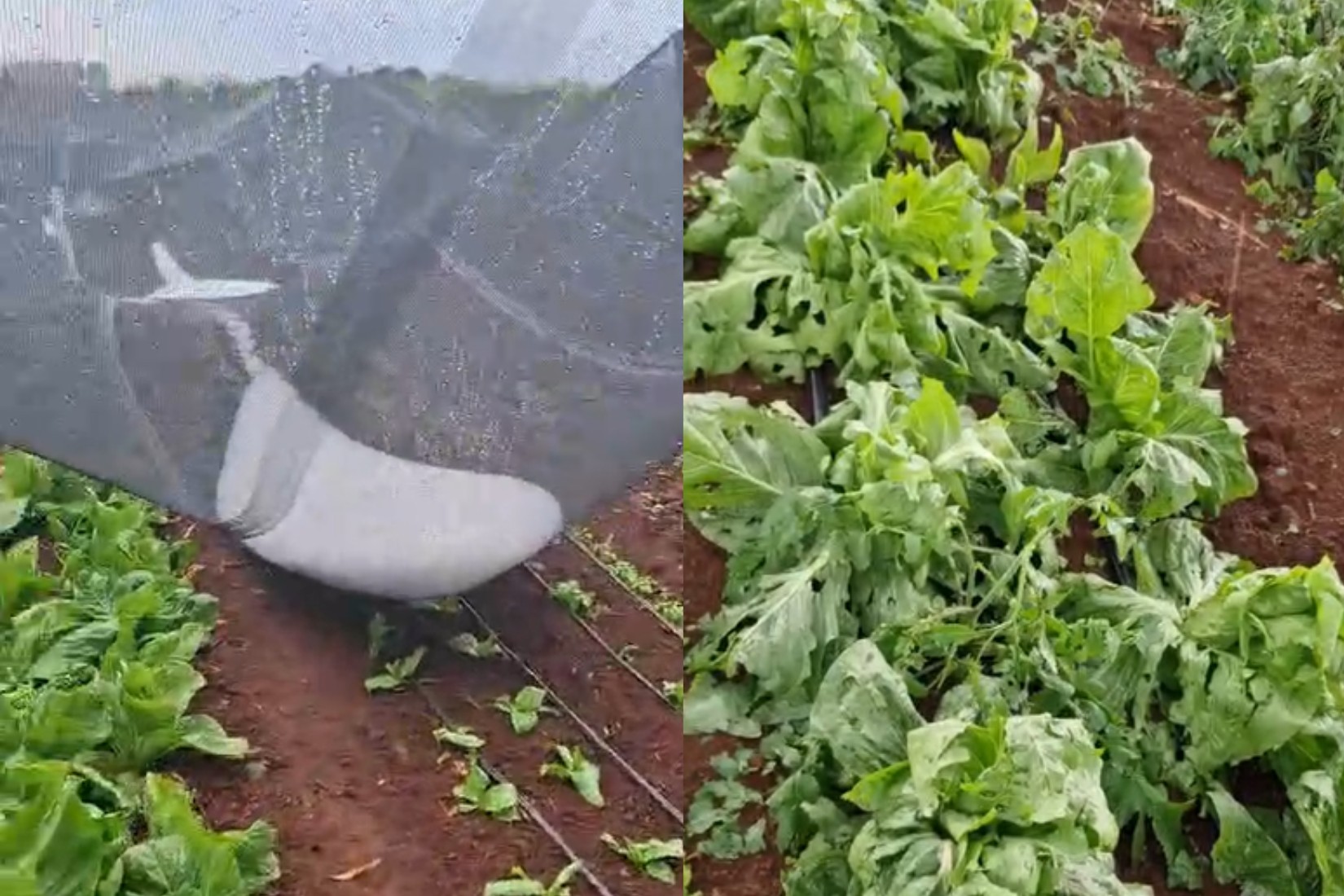 Vento de 95 km/h e granizo destroem plantações e derrubam árvores durante temporal no Paraná; VÍDEO