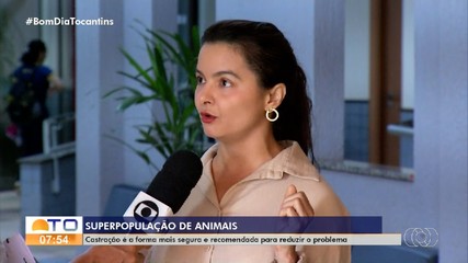 Superpopulação de animais: castração é a forma mais segura para reduzir problema