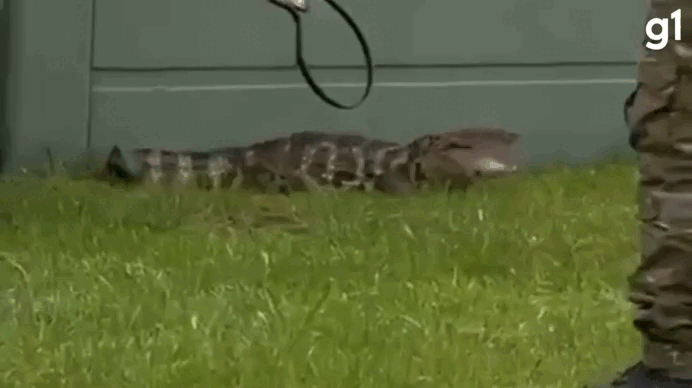 VÍDEO: Jacaré entra em condomínio, 'passeia' entre casas e acaba resgatado pela polícia ambiental no litoral do RS