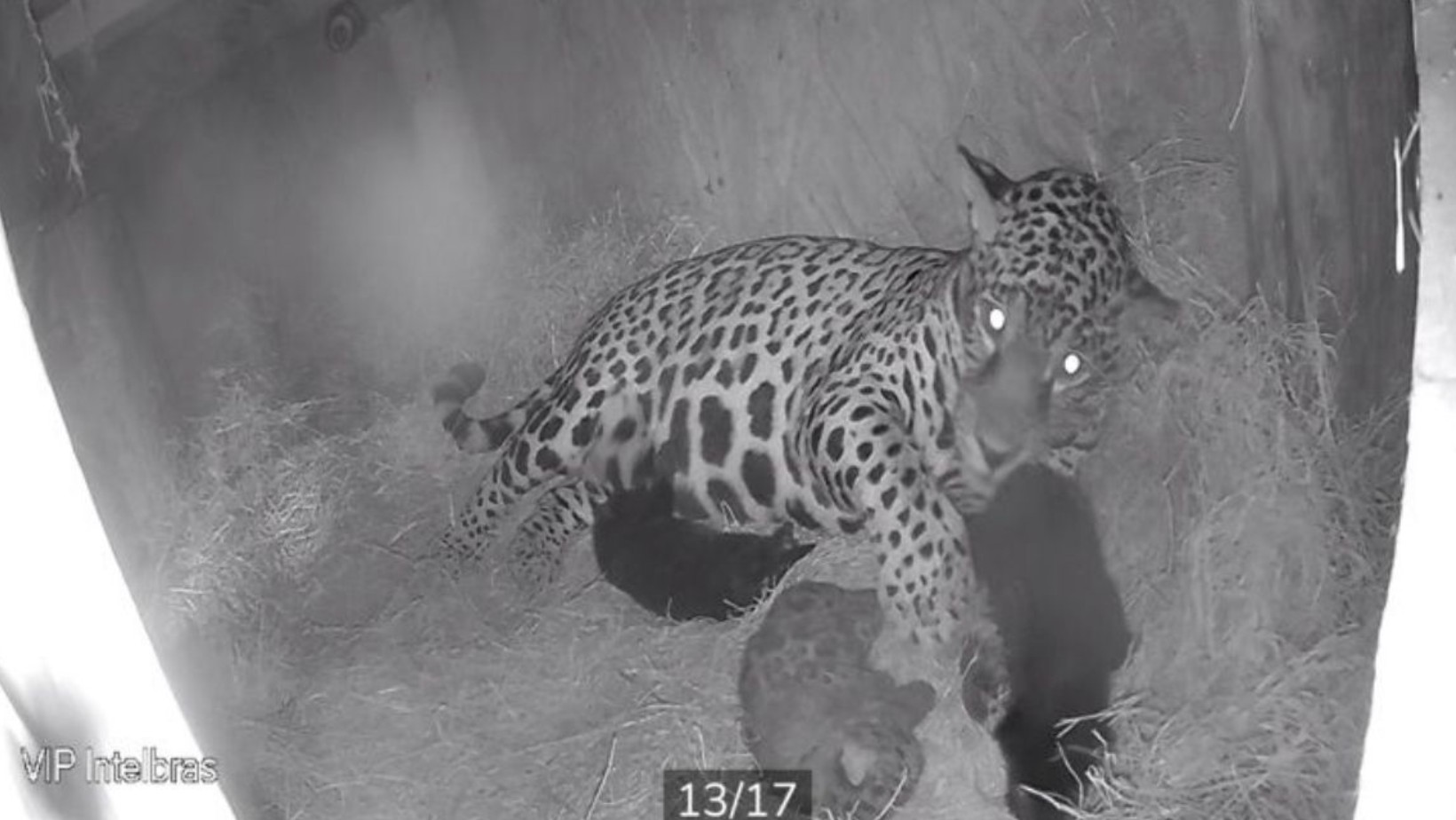 VÍDEO: Onça-pintada dá à luz a três filhotes em Taubaté; dois são ‘panteras negras’