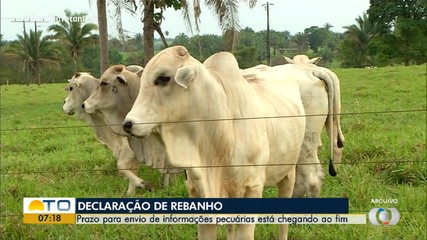 Produtores rurais devem entregar declaração de informações pecuárias até segunda-feira