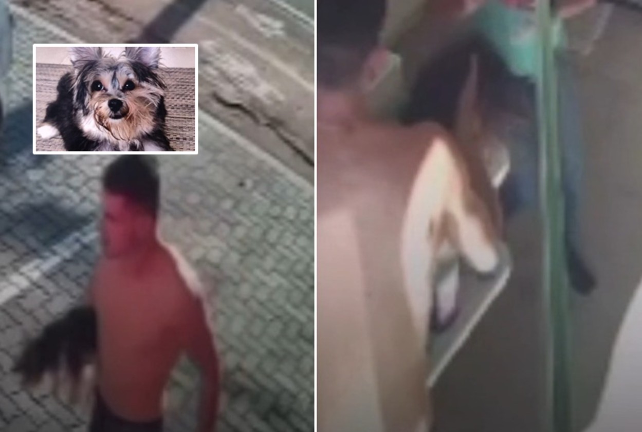 VÍDEO: após matar cão da ex, homem levou corpo em veterinário no interior de SP, diz advogado