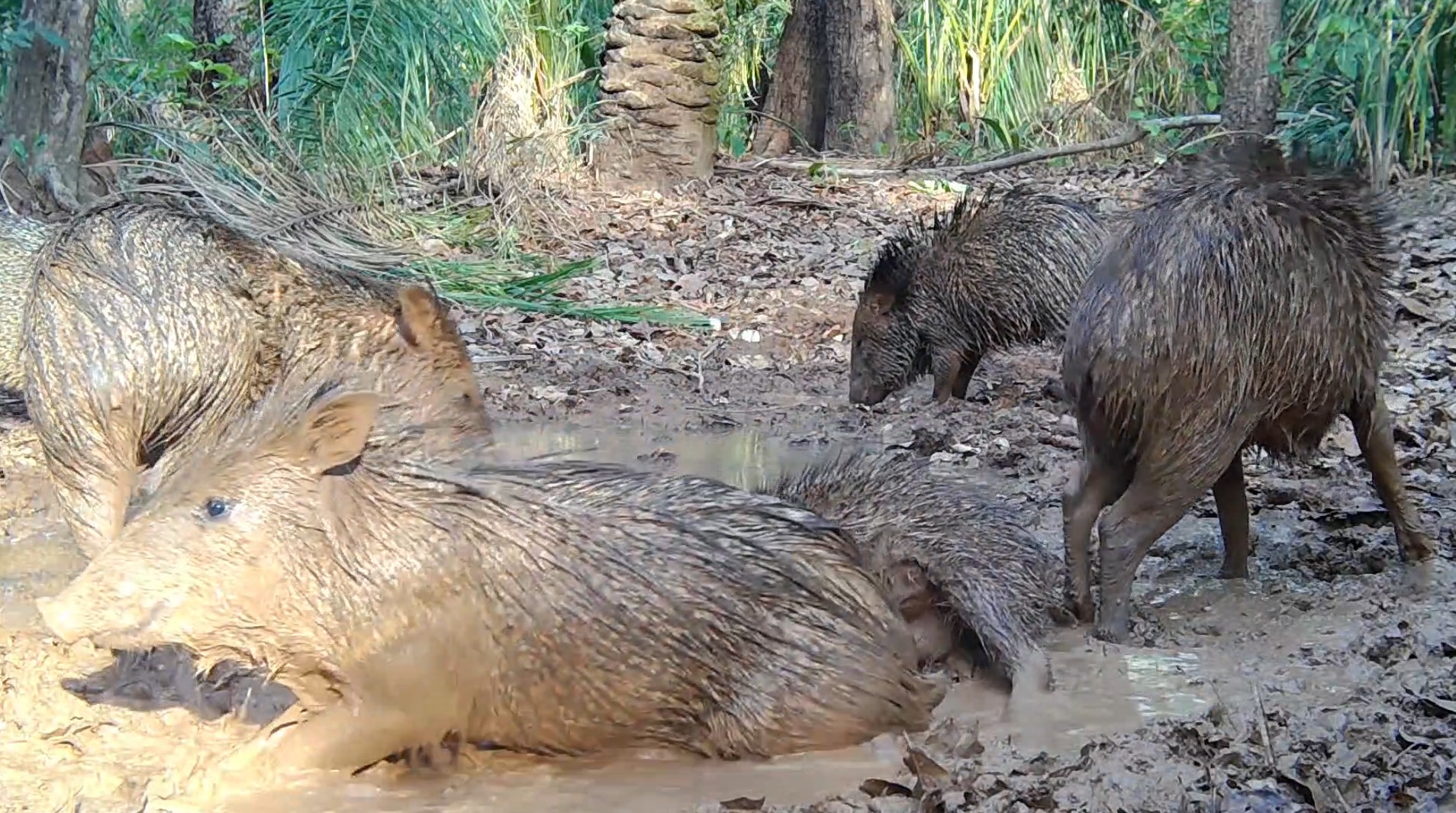 Catitus usam lama como aliada contra calor, parasitas e falta de nutrientes