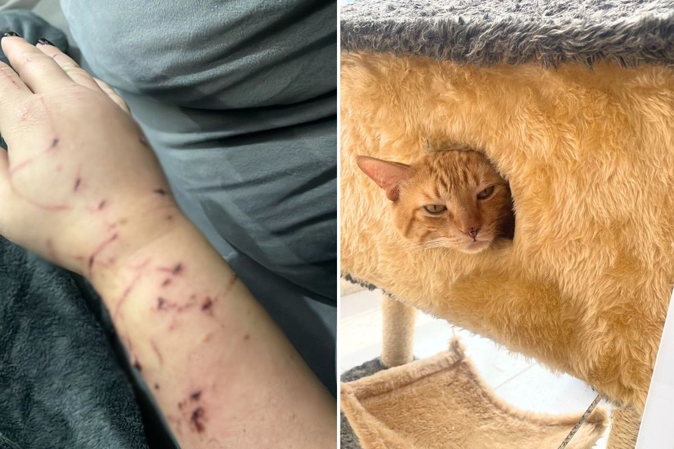 Gato 'atacou' tutora que servia comida para ele em São Vicente (SP) — Foto: Arquivo Pessoal