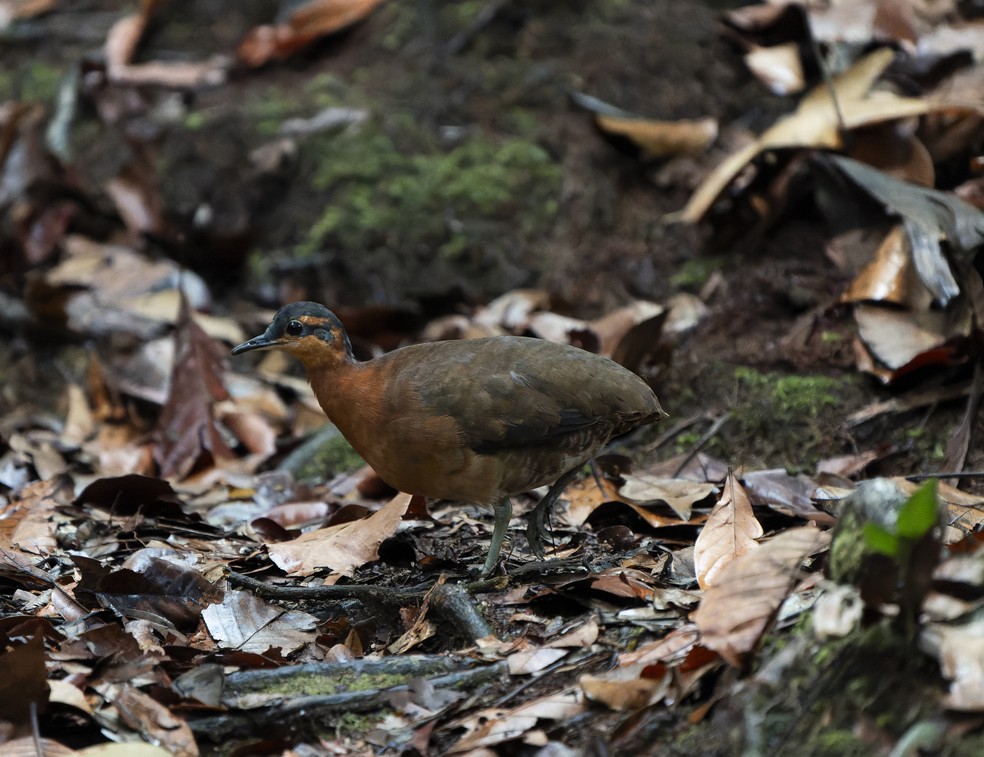A última vez que uma espécie desse grupo de inhambus florestais havia sido descrita foi há cerca de 80 anos — Foto: Luis Morais