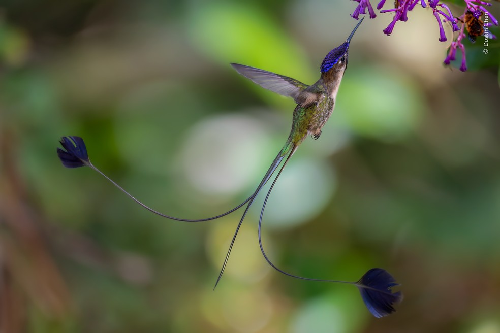 Beija-flor macho exibe a longa cauda enquanto se alimenta de flores em uma região montanhosa do Peru. — Foto: Dustin Chen – Wildlife Photographer of the Year – People’s Choice Award 2026