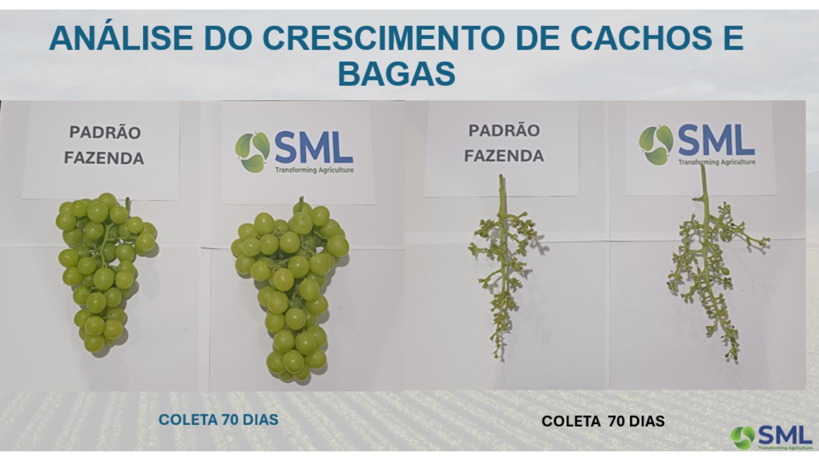 Uso do enxofre protege culturas sensíveis ao oídio, como a manga e uva