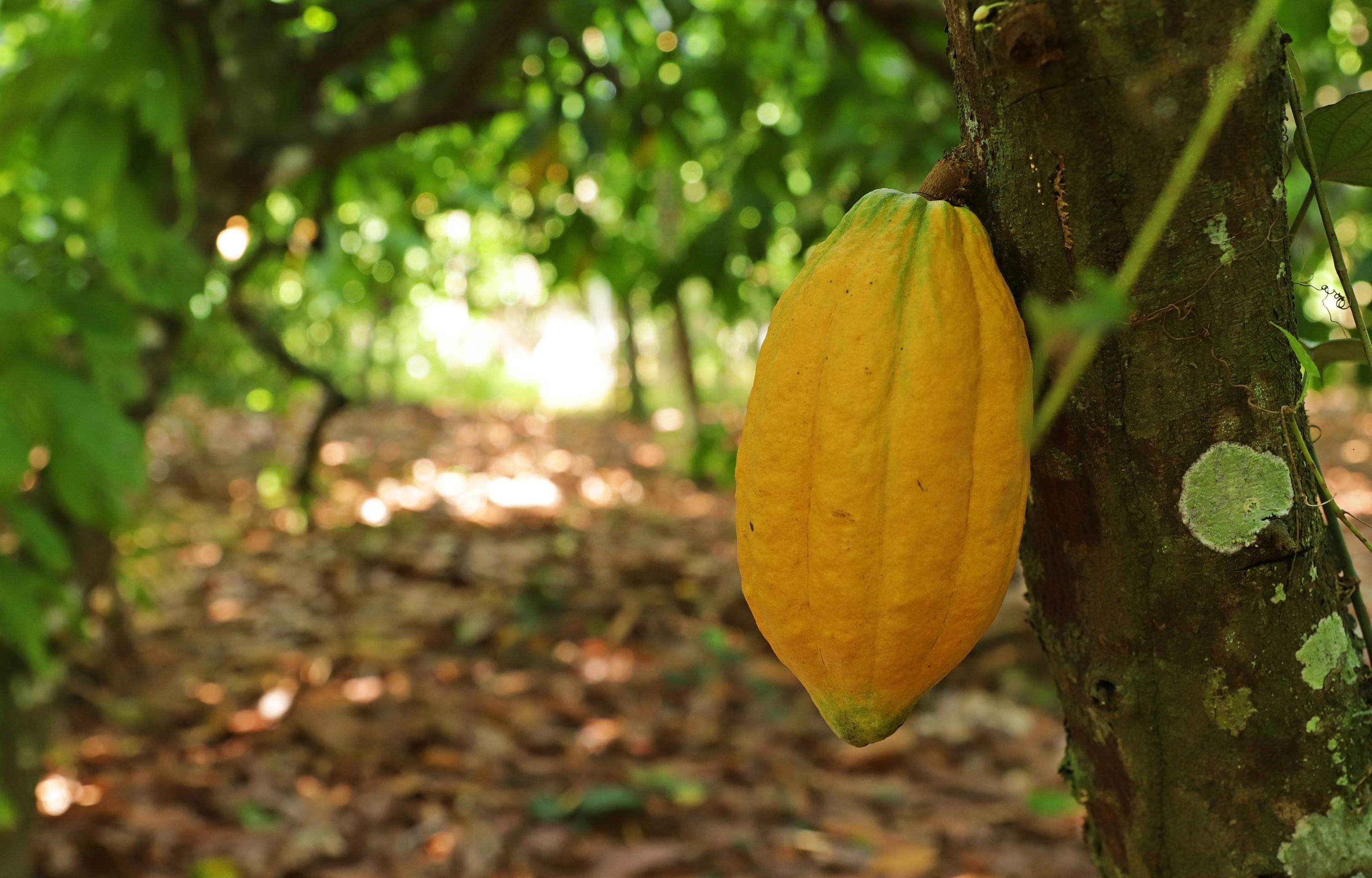 Veja dicas para o cultivo e poda do cacau