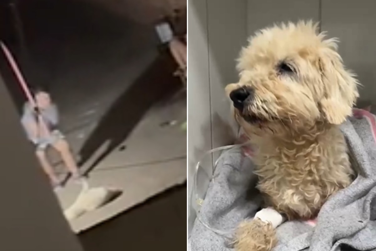 VÍDEO: Mulher flagrada espancando cachorro com cabo de vassoura é presa em Campo Grande