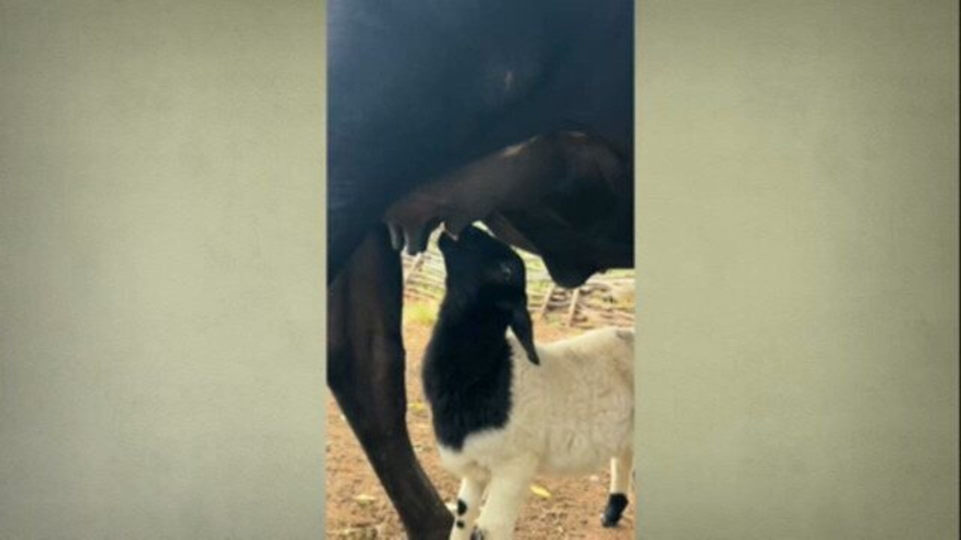 Vaca adota e amamenta cabrito que ficou órfão no Piauí; veja VÍDEO