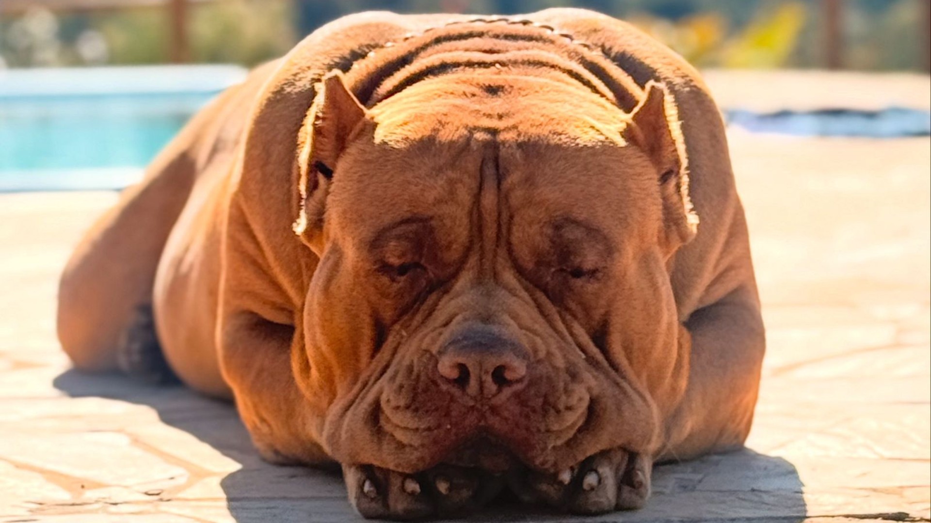 Cão de quase 80 kg viraliza nas redes sociais ao 'adotar' filhote de pato: 'Super cuidadoso', diz tutora