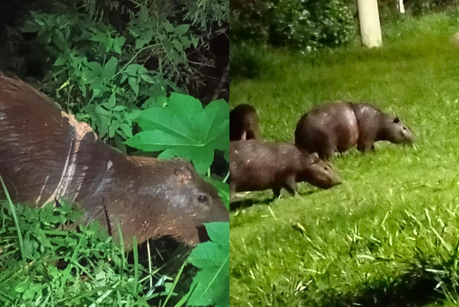 Contenção é instalada na tentativa de capturar capivaras feridas por anéis metálicos em Itapetininga