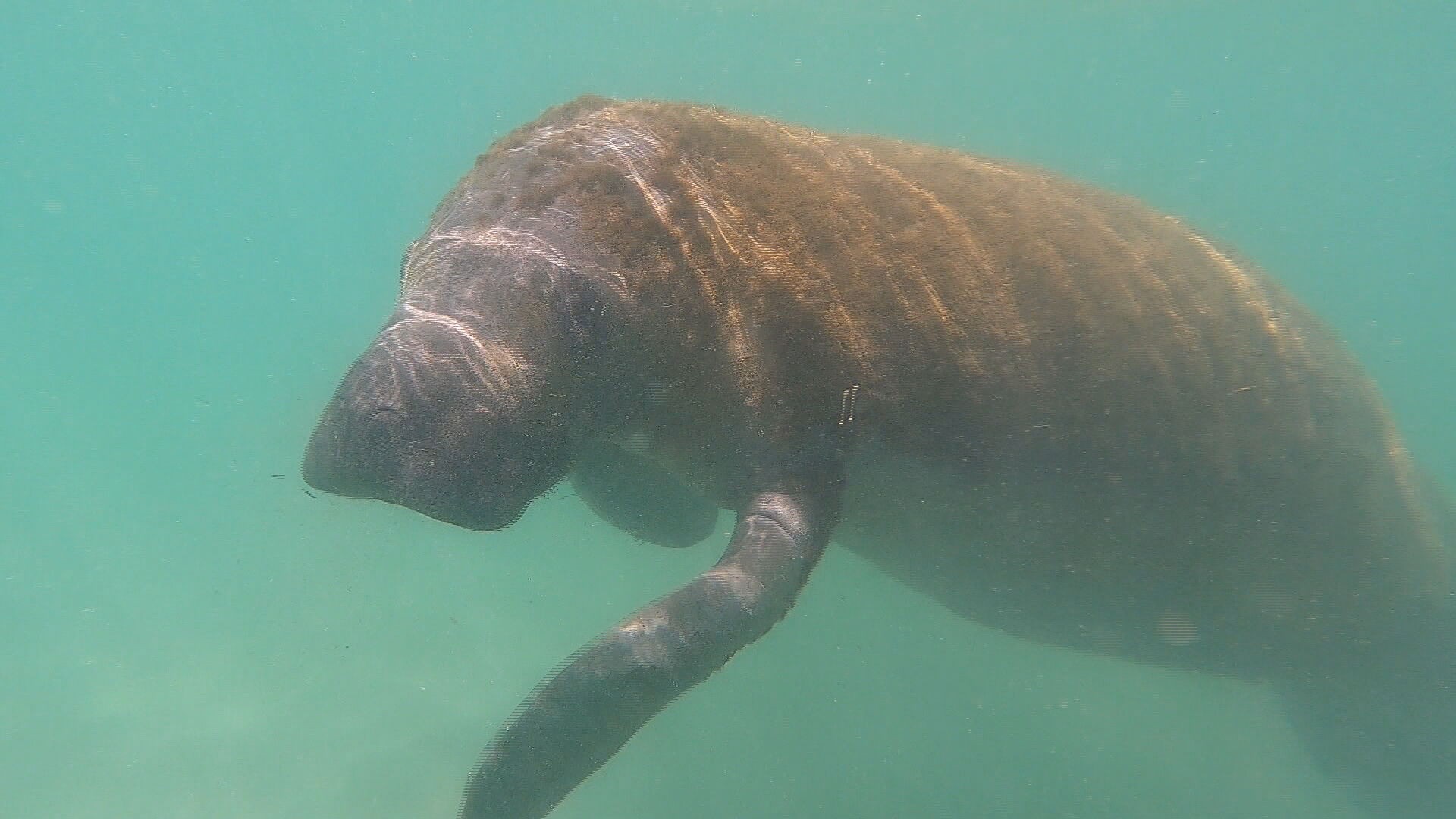 Santurio em AL: ambientalistas comemoram a soltura de mais de 50 peixes-bois no litoral brasileiro