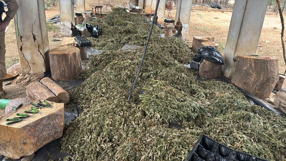 PF bloqueia at&eacute; R$ 50 milh&otilde;es em opera&ccedil;&atilde;o contra grupo suspeito de tr&aacute;fico de maconha na Bahia &mdash; Foto: Pol&iacute;cia Federal