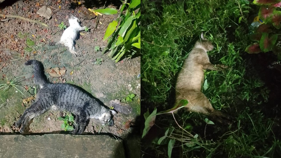A suspeita dos moradores é que os animais estão sendo envenenados — Foto: Reprodução