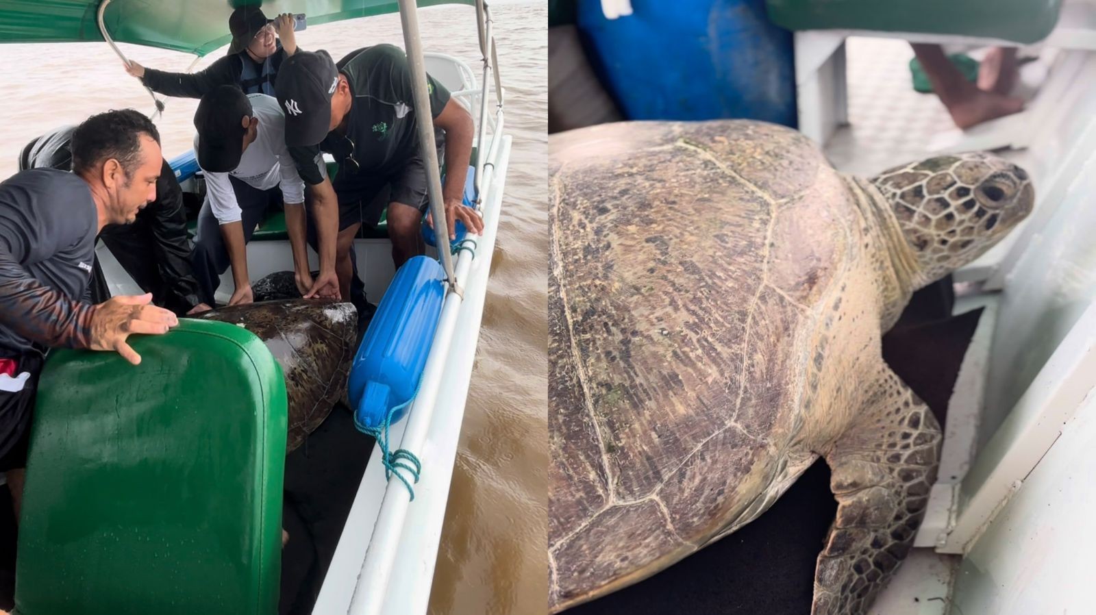De volta ao lar: tartaruga de 200 quilos é devolvida à natureza no Amapá