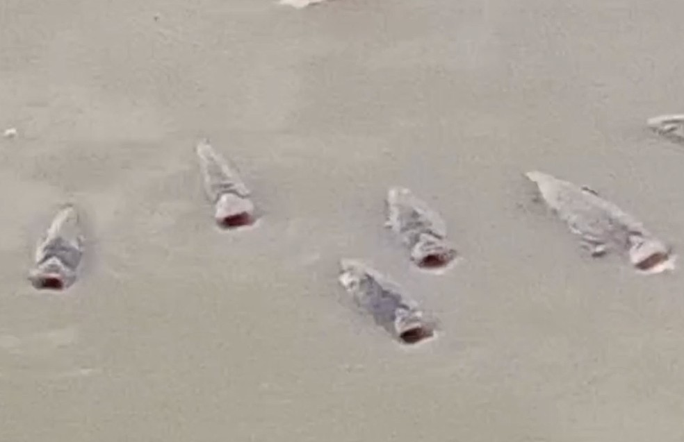 Peixes no Itans — Foto: Reprodução