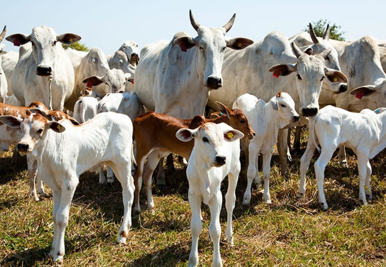 Com rebanho de 11,6 milhões, Tocantins tem quase oito cabeças de gado por pessoa