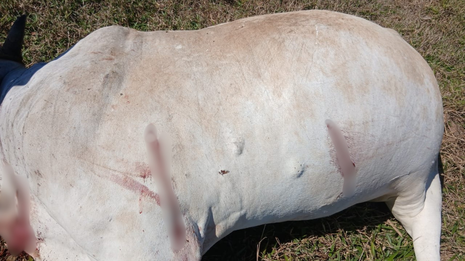 Criminosos invadem sítio, matam e desossam vacas e fogem com carne no interior de SP
