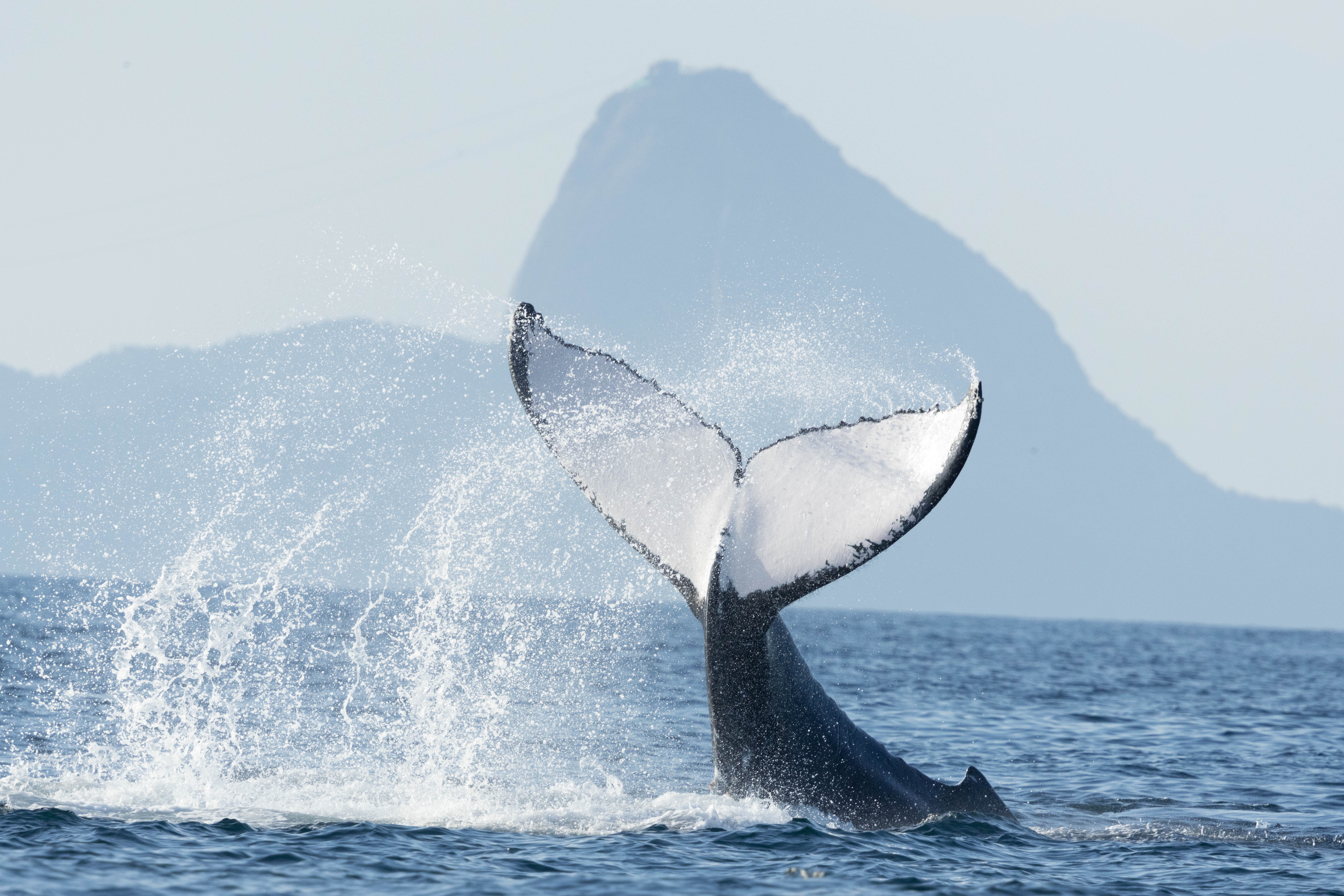 Dia Mundial da Água: imagens mostram baleias, botos e polvo raro no litoral do Rio