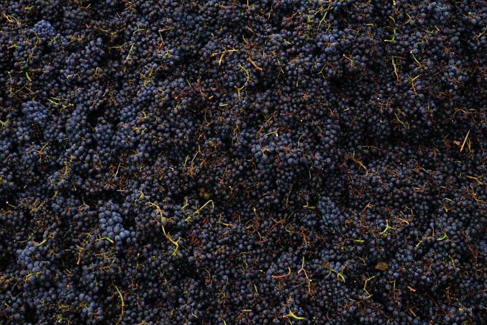 Uvas da Vin�cola Assun��o em Piren�polis � Foto: Arquivo Pessoal/Vin�cola Assun��o