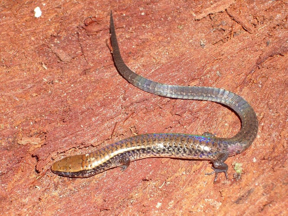 Lagarto Iphisa surui — Foto: Ricardo Kawashita-Ribeiro/Divulgação