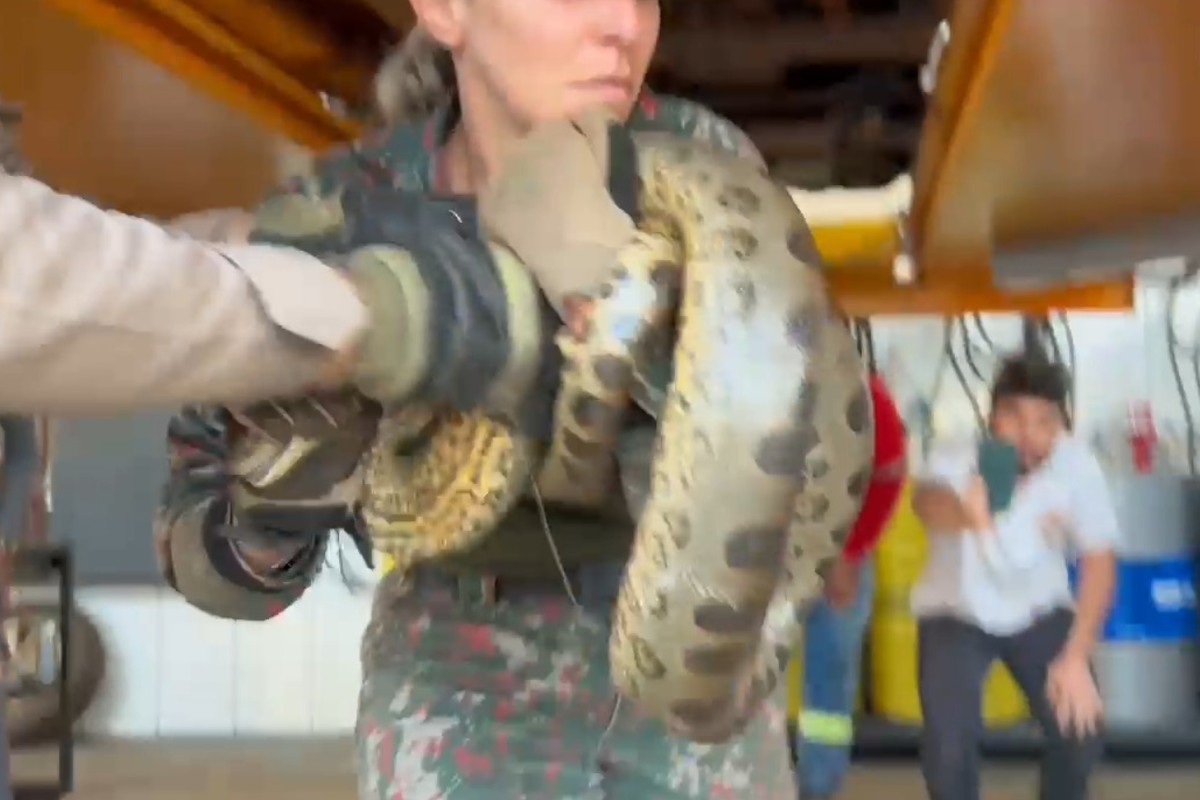 Sucuri gigante invade caminhonete e operação de resgate surpreende em MS; veja vídeo