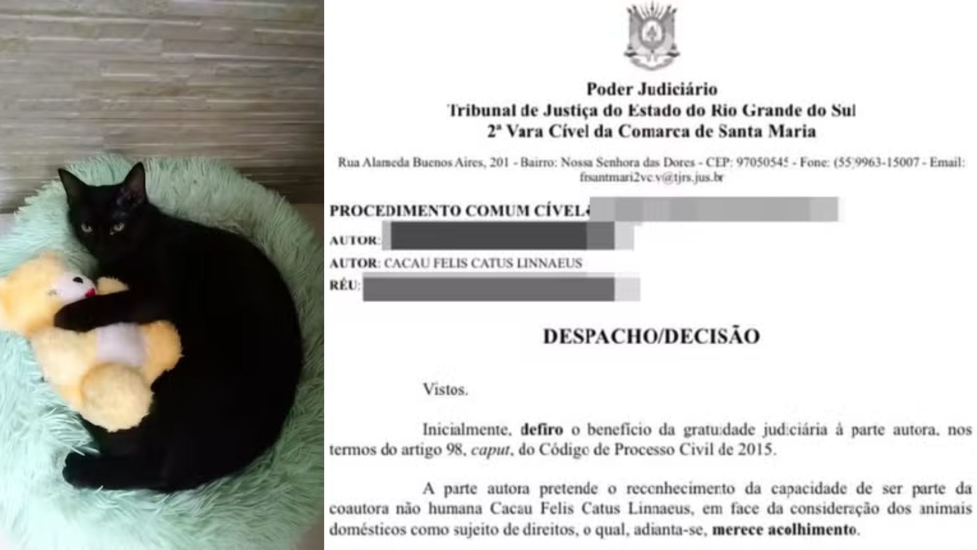 Gata entra com ação na Justiça contra clínica veterinária do RS; entenda