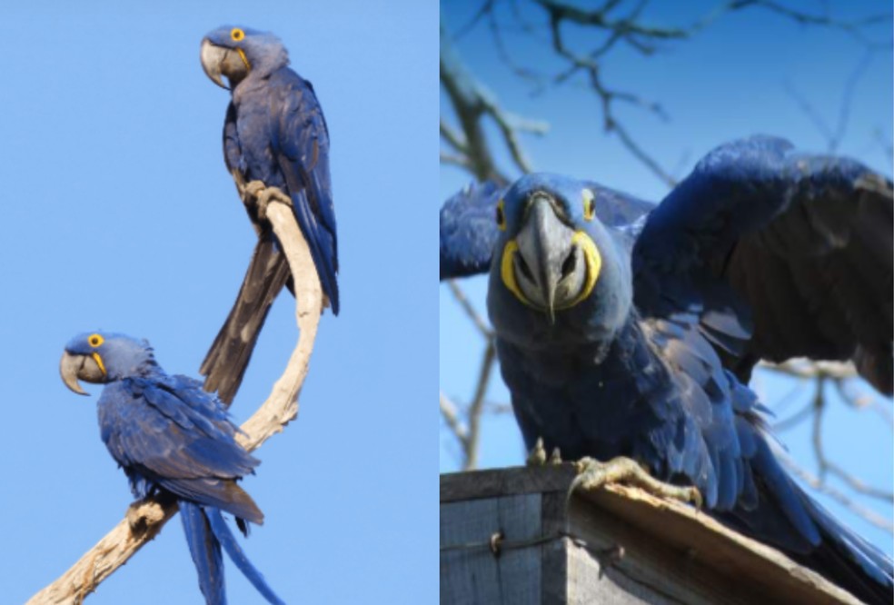O projeto estuda a reprodução, o comportamento e as condições necessárias para a sobrevivência da espécie. — Foto: Instituto Arara Azul