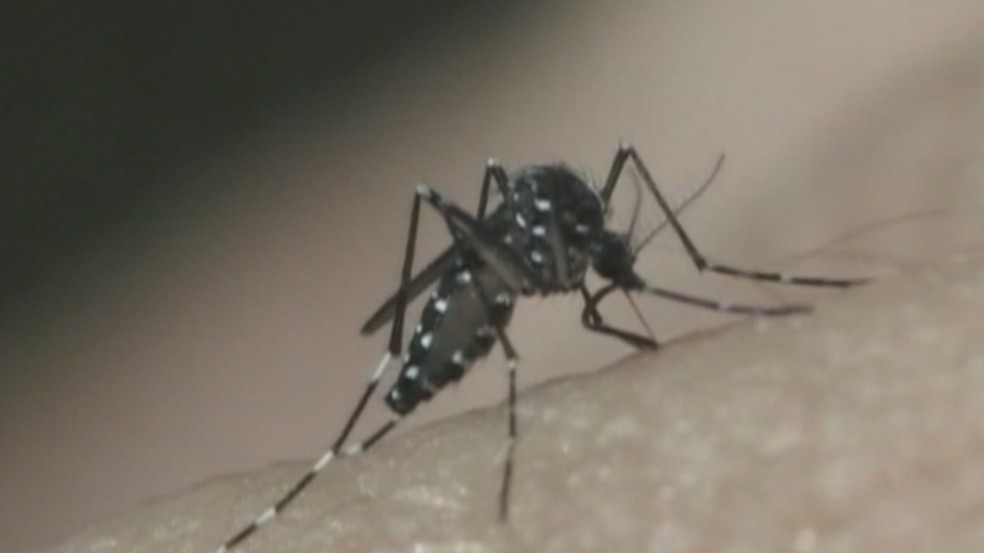 Mosquito da dengue  Foto: Reproduo/GloboNews