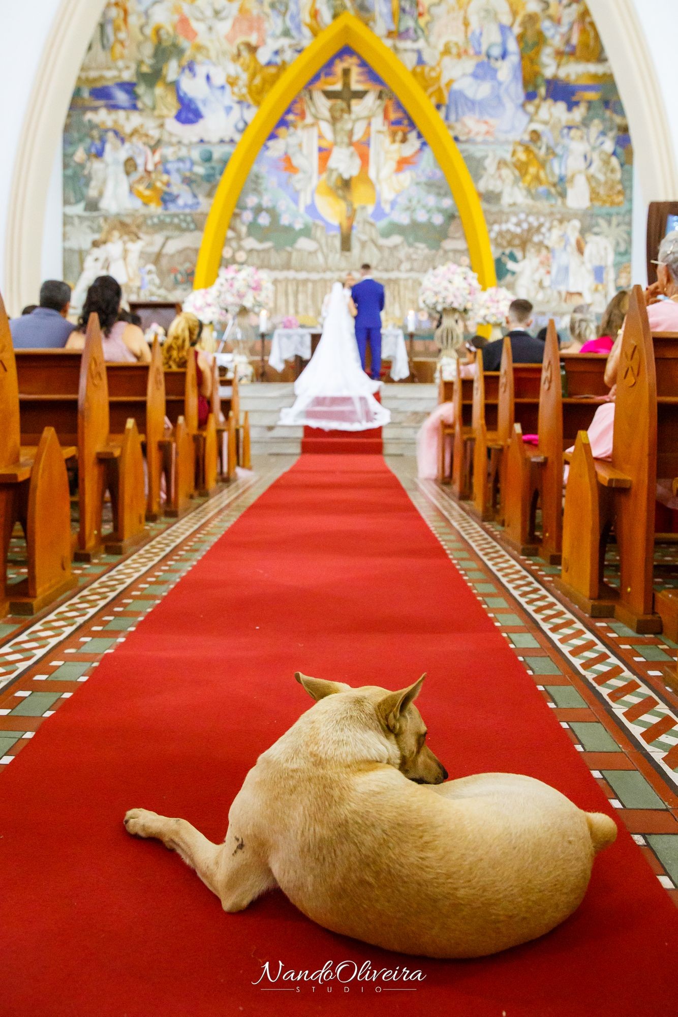 Fotógrafo registra cachorro de rua que entrou na igreja durante ...