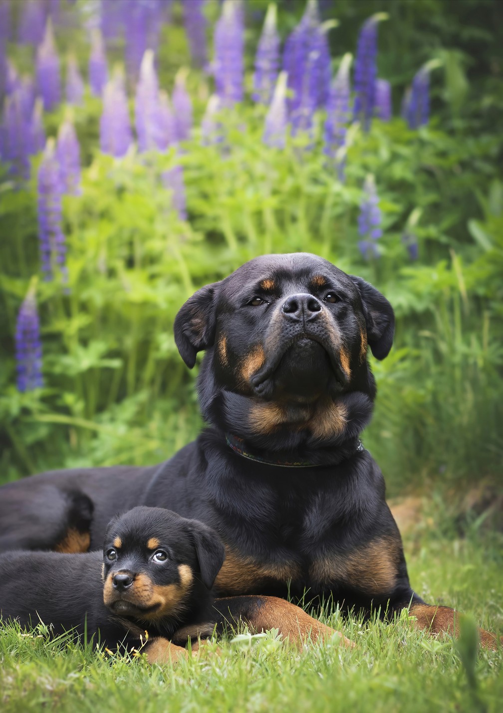 'A pequena Daisy e seu grande futuro', finalista do Comedy Pet Photo Awards — Foto: Darya Zelentsova/Comedy Pets