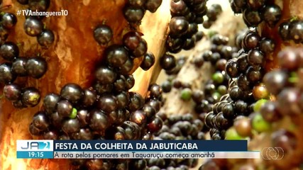Festa da Jabuticaba oferece rota por pomares de Taquaruçu a partir deste sábado (10)