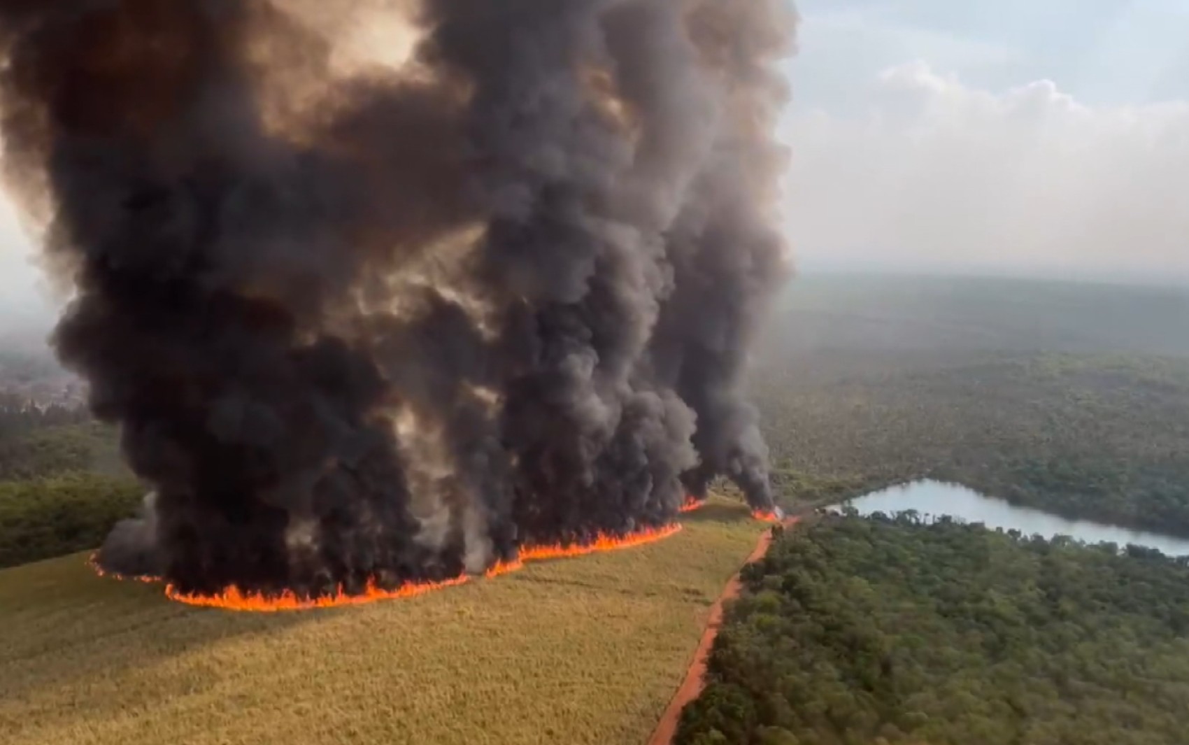 Voluntários relatam angústia no resgate de animais silvestres durante incêndios florestais: 'Morrem antes de serem salvos'