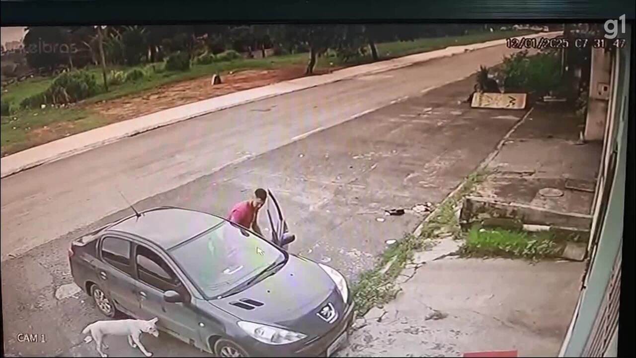 VÍDEO: casal abandona cachorra e filhotes na chuva, no DF 