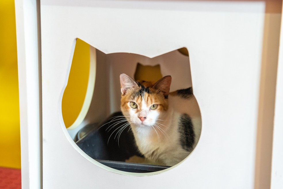 Interessados em adotar um pet deverão ter mais de 21  anos, responder a um questionário de adoção da ONG e apresentar odocumentos  necessários — Foto: Divulgação/Friskies