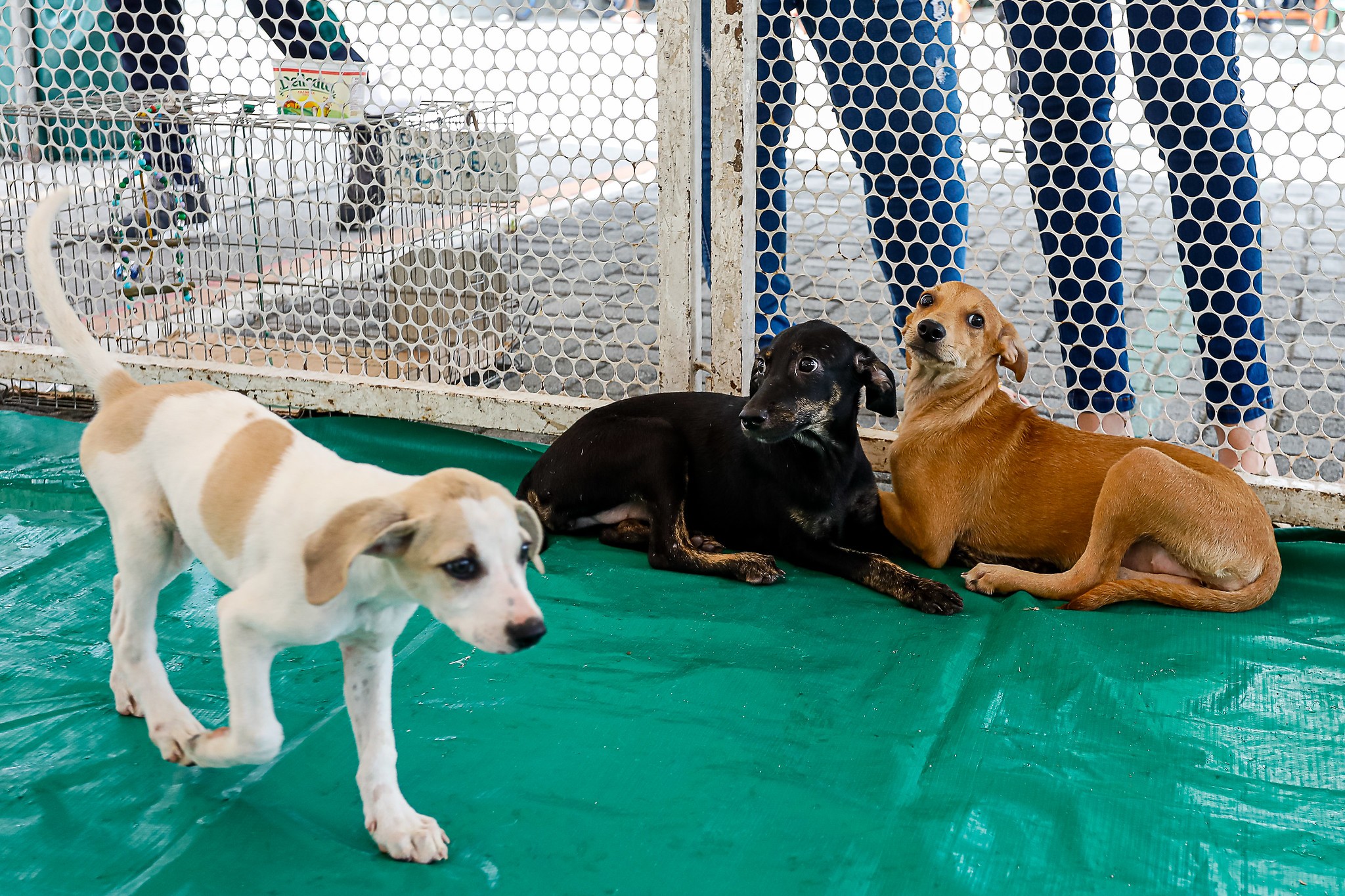 Campanha de adoção gratuita de cães e gatos é realizada no Marco Zero em Caruaru