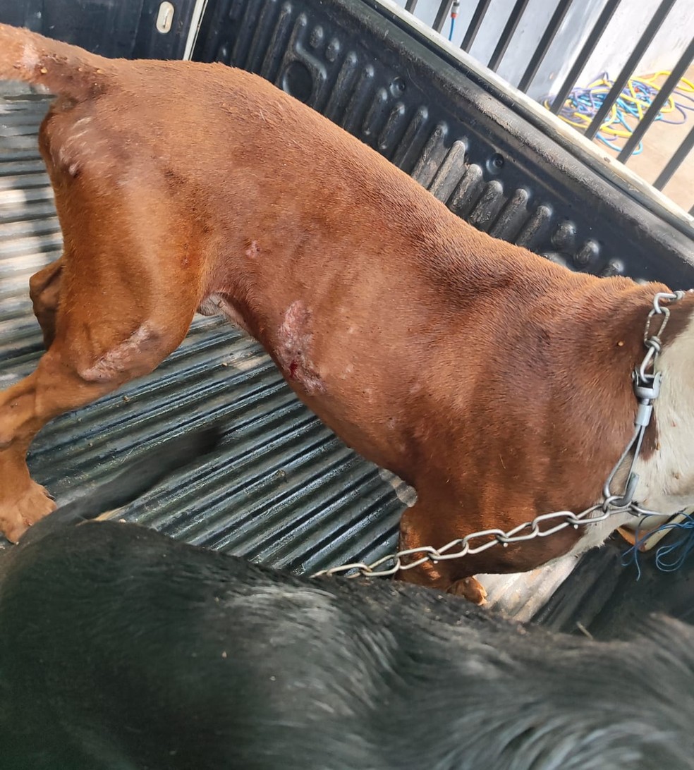 Na residência, os agentes encontraram três cães presos a correntes muito curtas — Foto: Polícia Ambiental