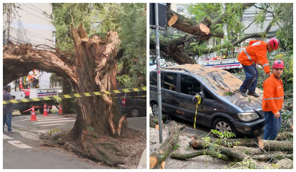 Mesmo sem chuvas, árvore de grande porte cai e atinge carro nos Jardins; não houve vítimas 