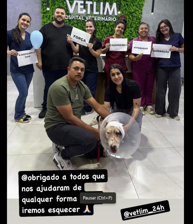 Cão Thor baleado duas vezes na cabeça em Limeira recebe alta: 'Obrigado a todos', agradece tutor