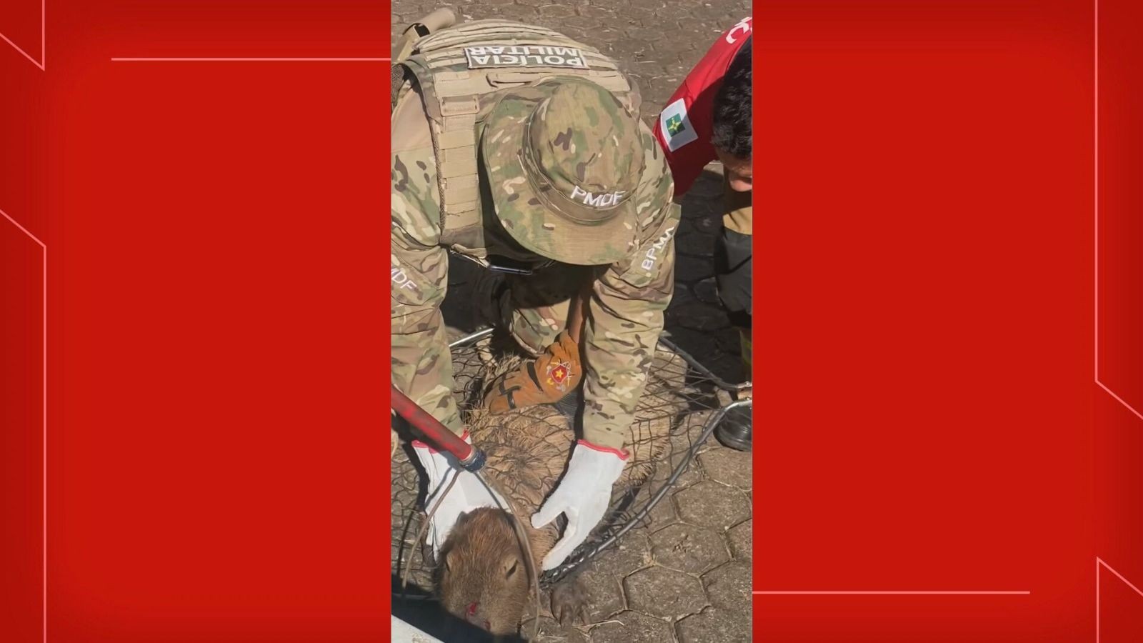 Capivara 'se perde' e é resgatada em estação de metrô no centro de Brasília; veja VÍDEO